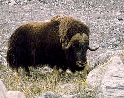 muskox