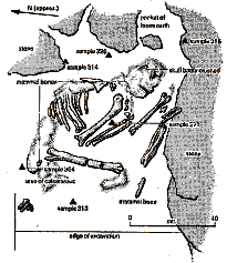 Iza's skeleton