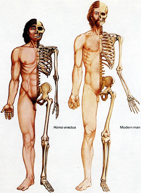 erectussapiensbones.jpg