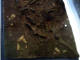 Kebara Skeleton