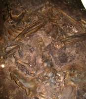Kebara Skeleton