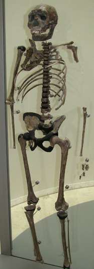 Turkana Boy