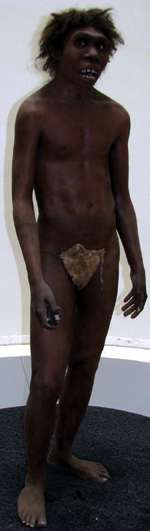 Turkana Boy