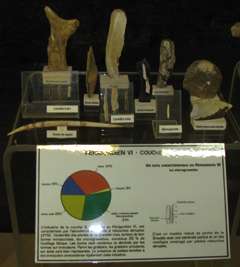 abri pataud
