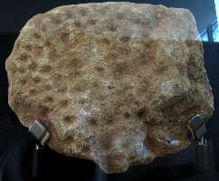 La Ferrassie cupules