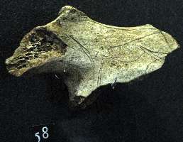 coxal bone
