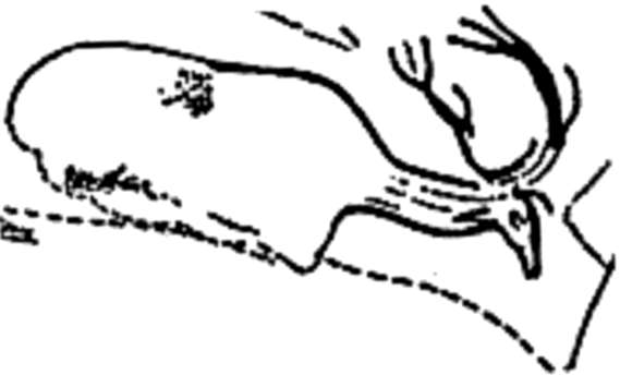 Cerf