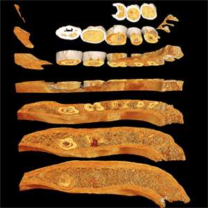 Neandertal mandible CT scan