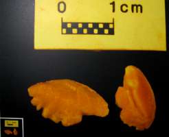 Otoliths