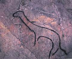 bison