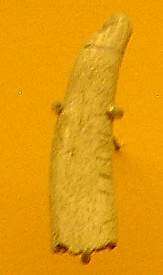 La Quina bone