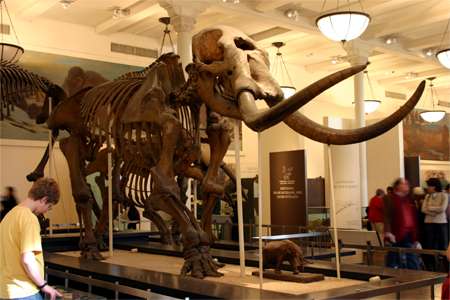 mastodon