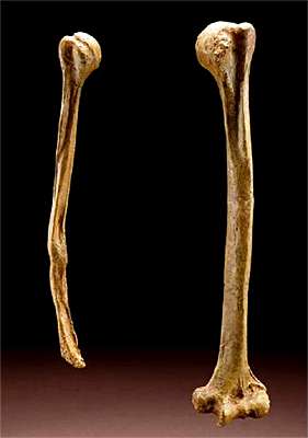 Shanidar 1 humerus