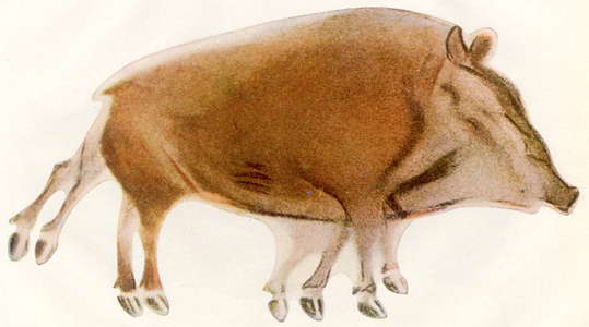 Altamira Boar