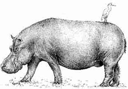 hippopotamus