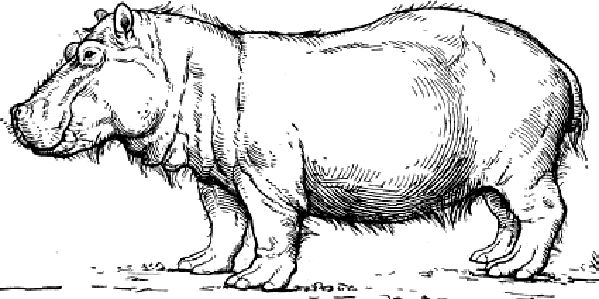 hippopotamus
