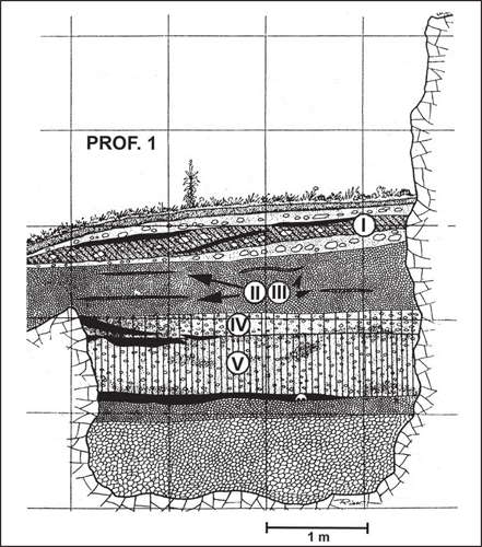  Vogelherd profile 1