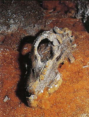 bear skull