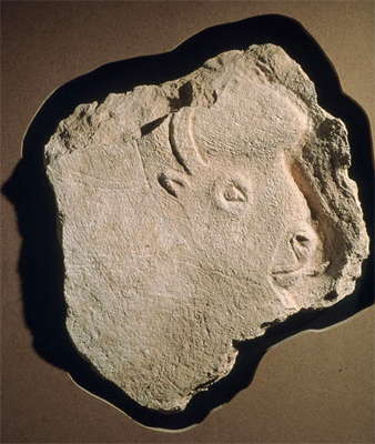 head of a bison