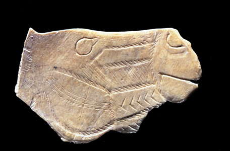 D'Arudy horse