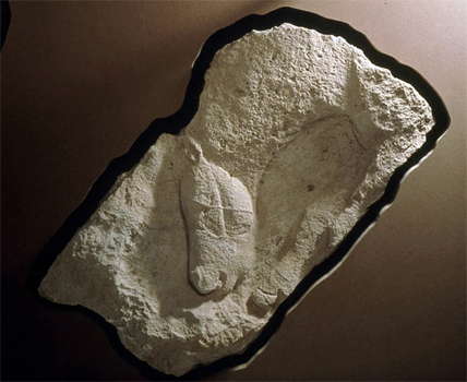 Head, neck and front legs of a horse. 