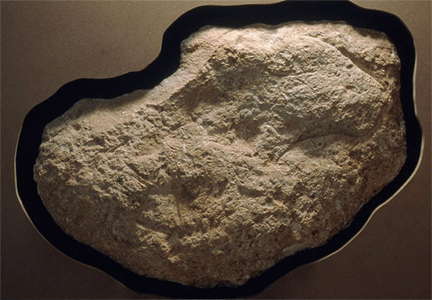 head of a feline