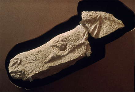 head of a horse