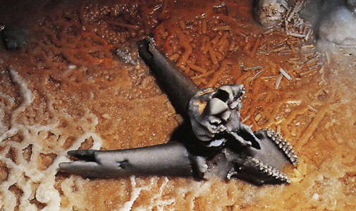 ibex skull