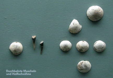 shells and shark teeth from Petersfels