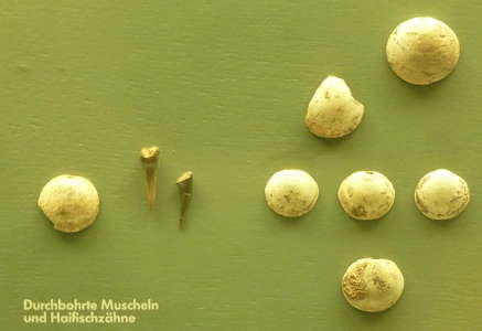 shells and shark teeth from Petersfels