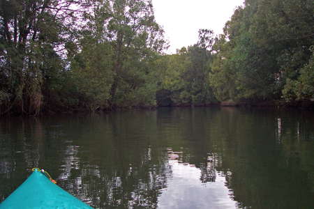 Lower Bellinger River