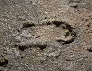 foot print