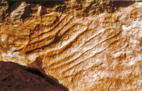 abri pataud serpentine engraving