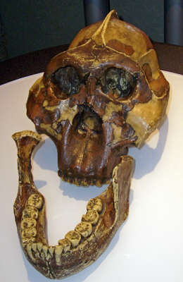 Australopithecus boisei