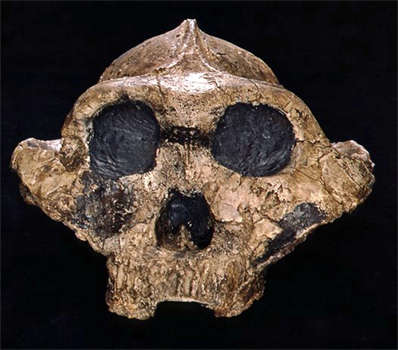 Australopithecus boisei