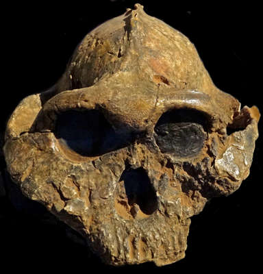 Australopithecus boisei