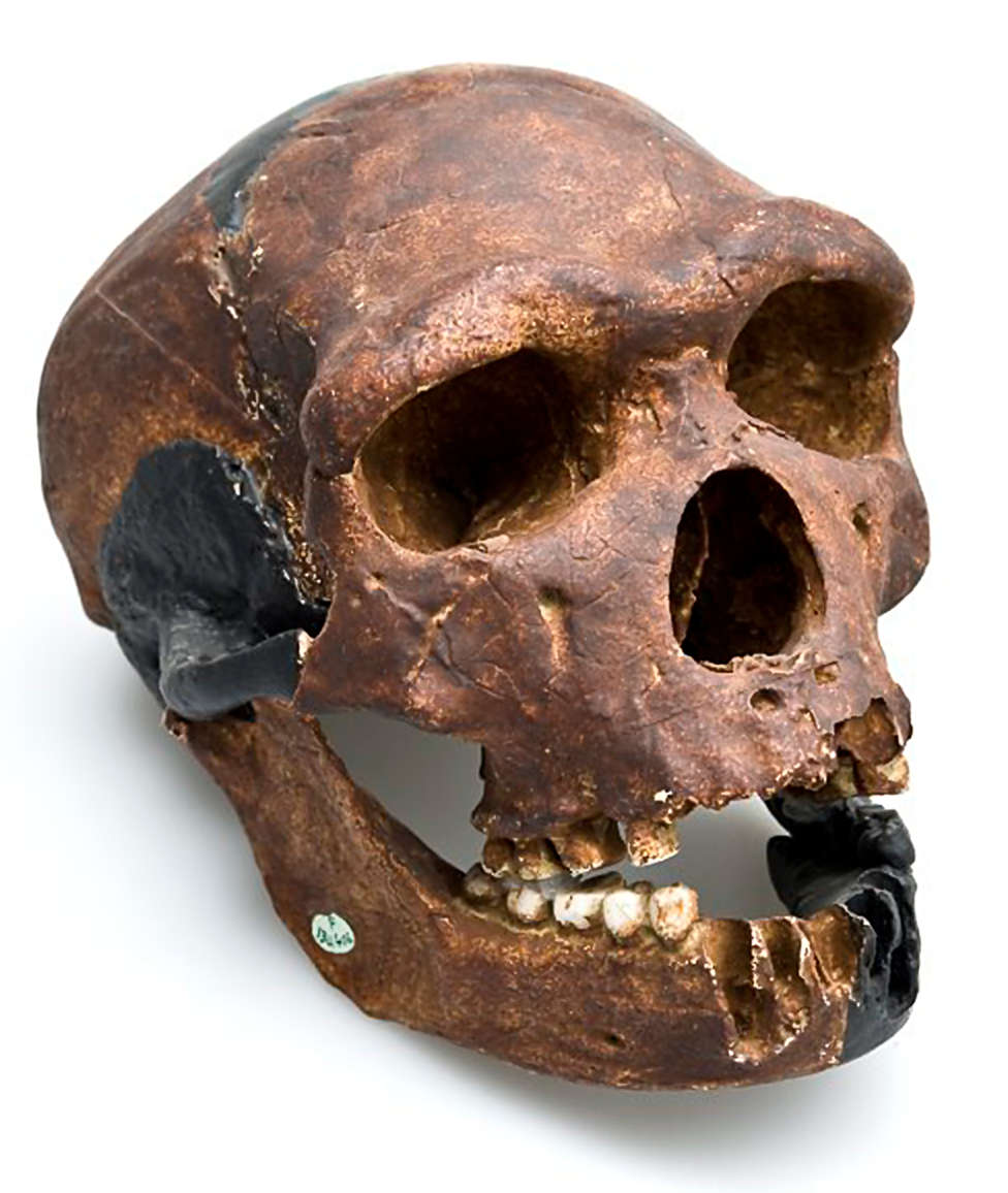 Image result for skull of heidelberg man