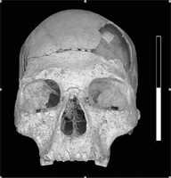 oase skull