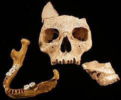 oase skull