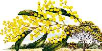 wattle
