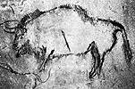 bison