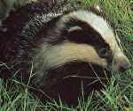 badger