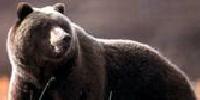 The bear and cavebear in fact, myth and legend