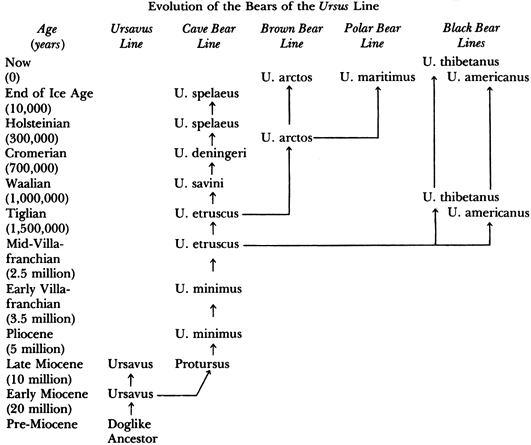 bear evolution