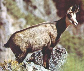 chamois