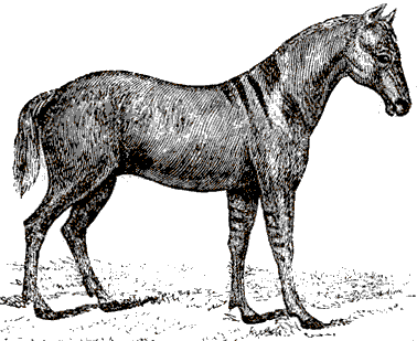 horse