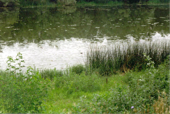 Close up of the vegetation on the delta beside a small channel