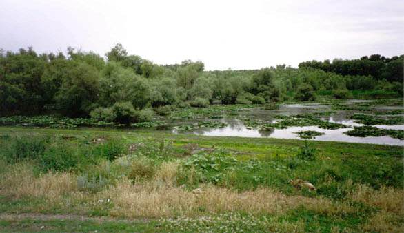 Where the delta has built up to a higher elevation, shrubs and trees are able to get a foothold