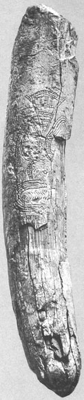 Predmost engraved tusk