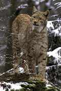 European lynx